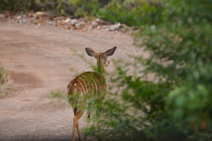 Western Cape Accommodation at Rooiberg Lodge | Viya