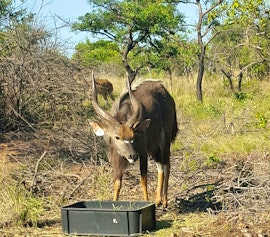 Limpopo Accommodation at Dinkweng Safari Lodge | Viya