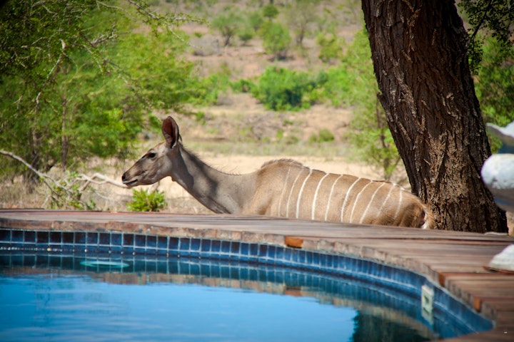Kruger National Park South Accommodation at Mvuradona Safari Lodge | Viya