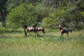 Waterberg Accommodation at Moretlwa Guesthouse | Viya