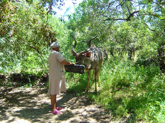 Kruger National Park South Accommodation at  | Viya