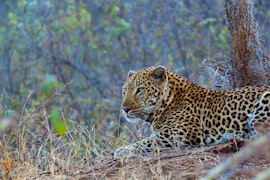 Kruger To Canyons Accommodation at  | Viya