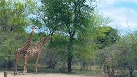 Kruger National Park South Accommodation at Marloth Kruger Whispering Ants | Viya