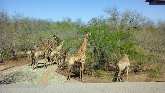 Kruger National Park South Accommodation at  | Viya