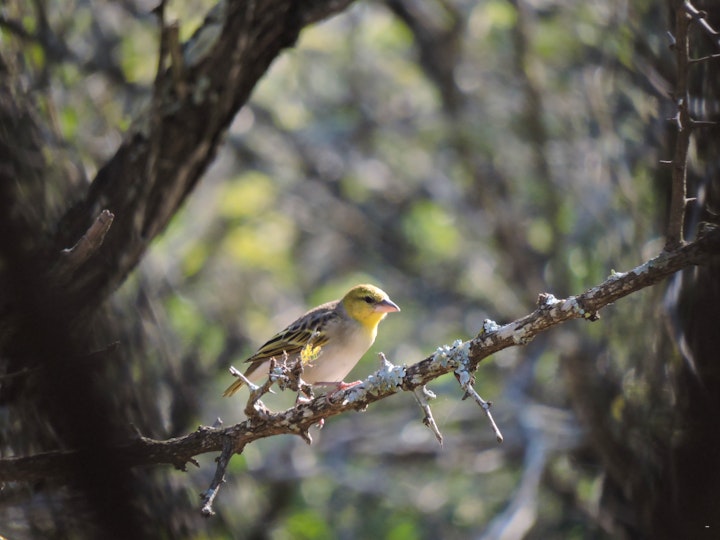 Kruger National Park South Accommodation at Umvangazi Rest | Viya