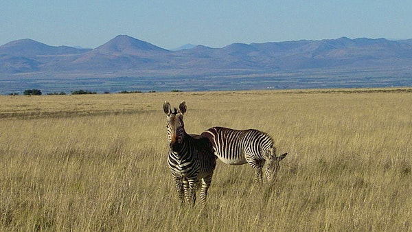 More about Mountain Zebra National Park | LekkeSlaap