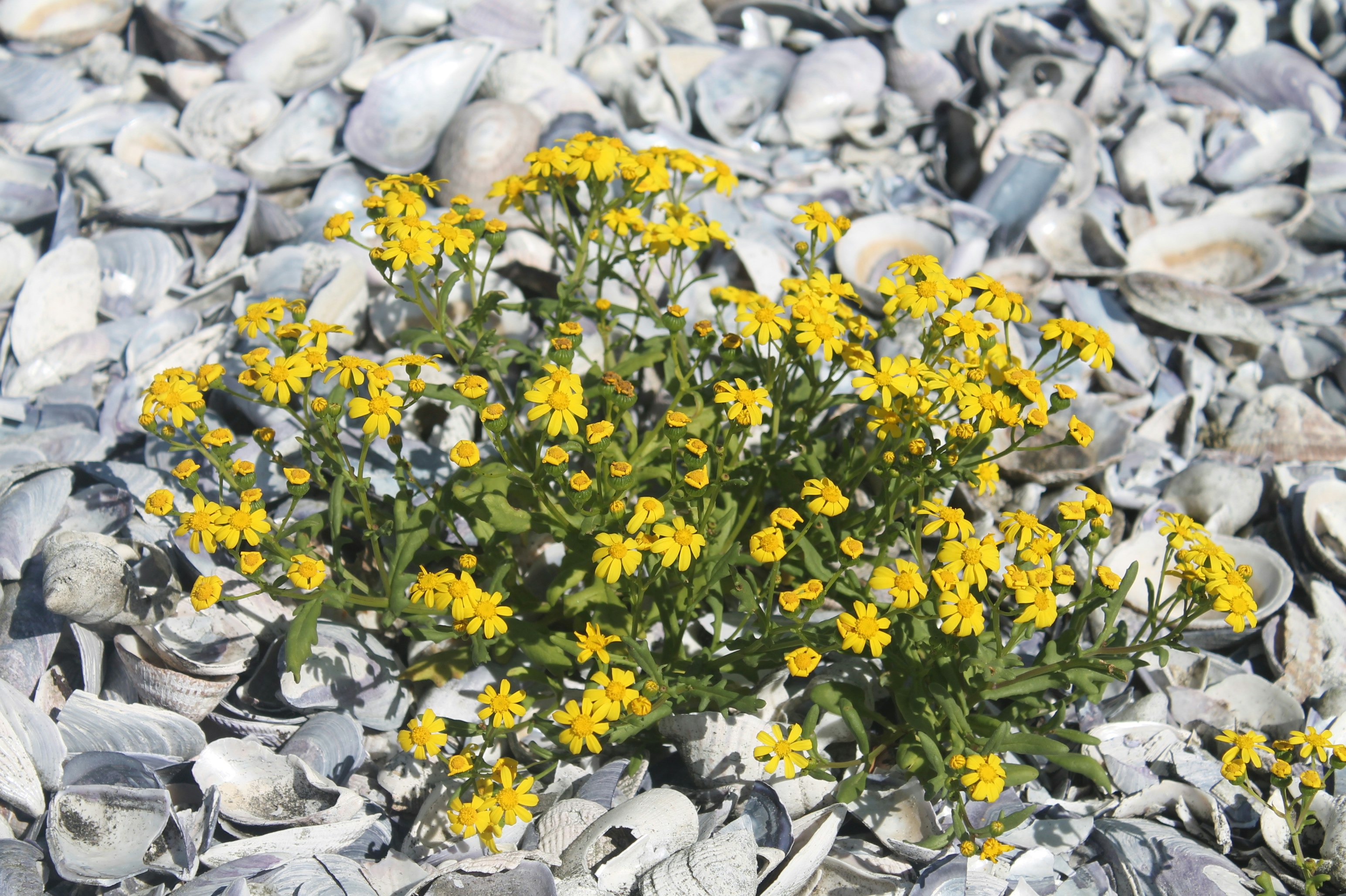 Namaqua Flower Beach Camp | TravelGround