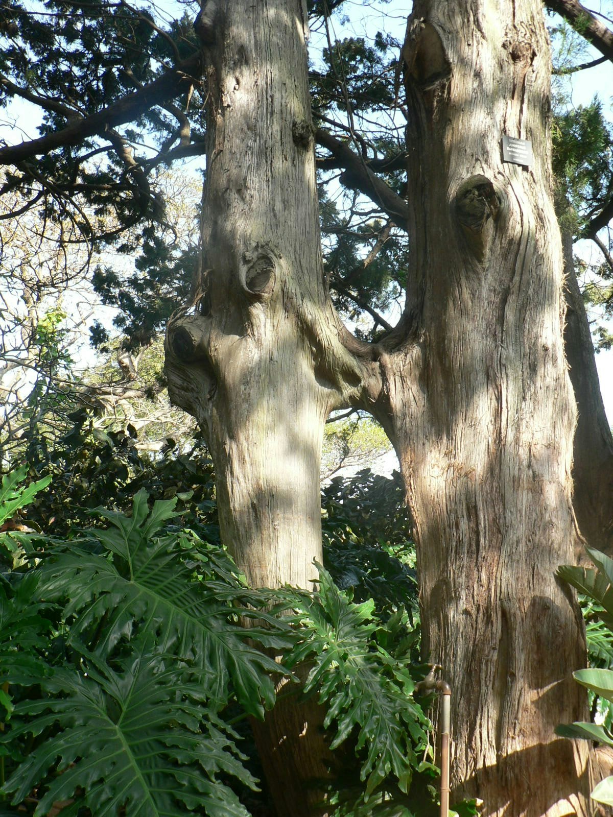 Durban Botanic Gardens