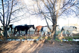 Karoo Accommodation at New Holme Nature Lodge | Viya