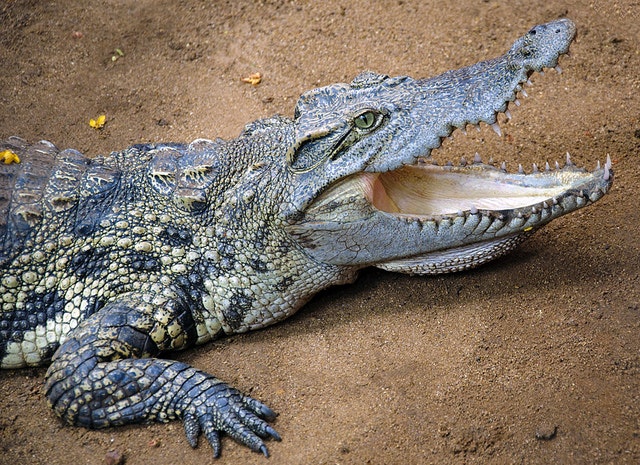 St Lucia Crocodile Centre