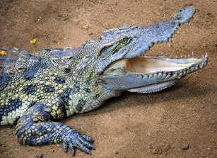 St Lucia Crocodile Centre