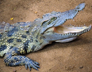 St Lucia Crocodile Centre
