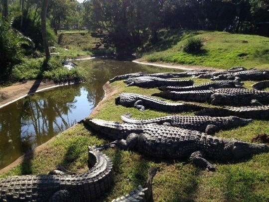 croc world