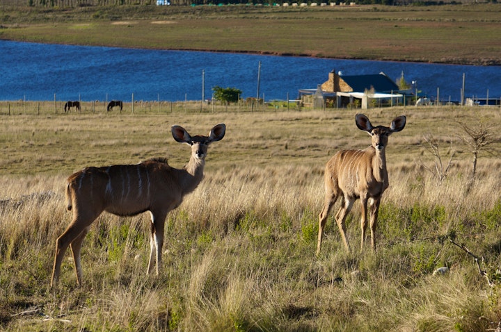 Overberg Accommodation at Kwetu Guest Farm | Viya