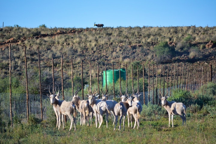 Northern Cape Accommodation at Leeuwfontein Guest Farmhouse | Viya