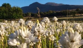 Western Cape Accommodation at Marthinusrust | Viya