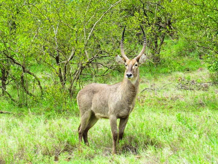 Limpopo Accommodation at Gem Bateleur Private Lodge | Viya