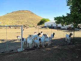 Northern Cape Accommodation at Jagersberg | Viya