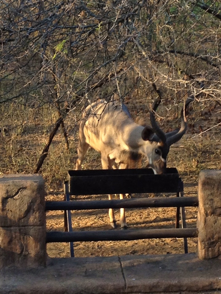 Kruger National Park South Accommodation at Lidvubu Lodge | Viya