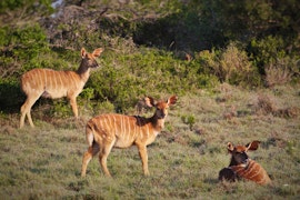 Sarah Baartman District Accommodation at Fort D' Acre Reserve | Viya