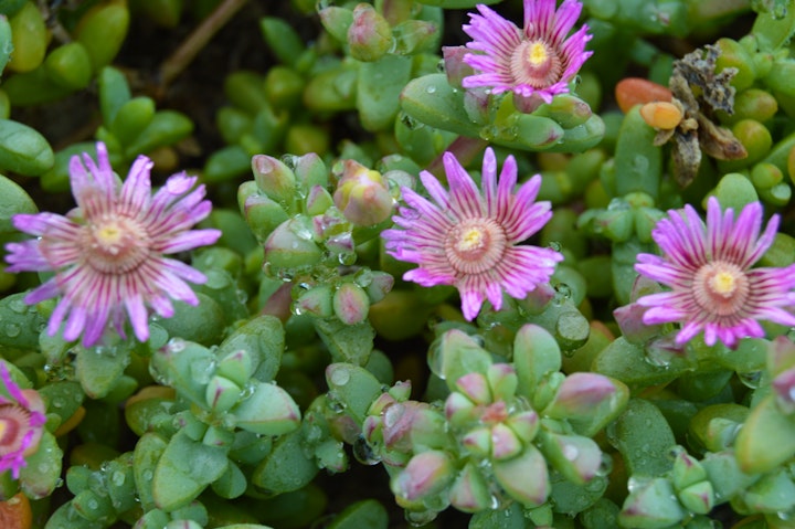 Northern Cape Accommodation at Namaqua Flower Beach Camp | Viya