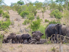 Mpumalanga Accommodation at Buffelshoek Tented Camp | Viya