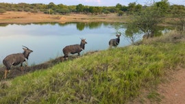 Groblersdal Accommodation at Nyala Inn | Viya