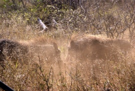 Limpopo Accommodation at Dzata Lodge & Game Ranch | Viya