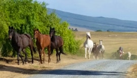 Boland Accommodation at Fynbos Guest Farm & Animal Sanctuary | Viya