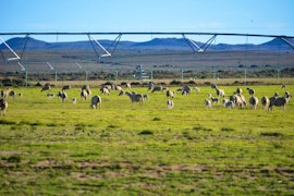 Northern Cape Accommodation at Leeuwfontein Guest Farmhouse | Viya