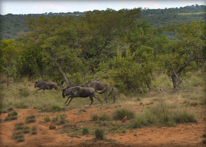 Waterberg Accommodation at Ezingweni Safari Lodge en Day Bush Spa | Viya