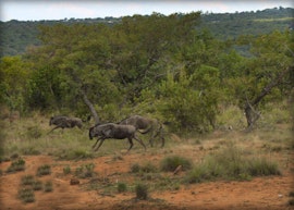 Waterberg Accommodation at Ezingweni Safari Lodge en Day Bush Spa | Viya