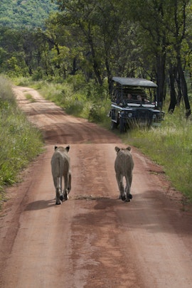 Vaalwater Accommodation at Inzalo Safari Lodge | Viya