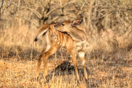 Dinokeng Game Reserve Accommodation at OuKlip Game Lodge | Viya