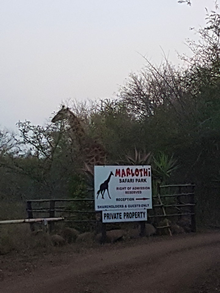 Mpumalanga Accommodation at Marlothi Safari Park | Viya