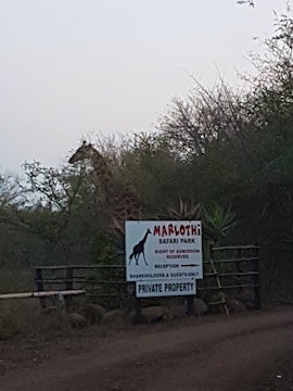 Kruger National Park South Accommodation at Marlothi Safari Park | Viya