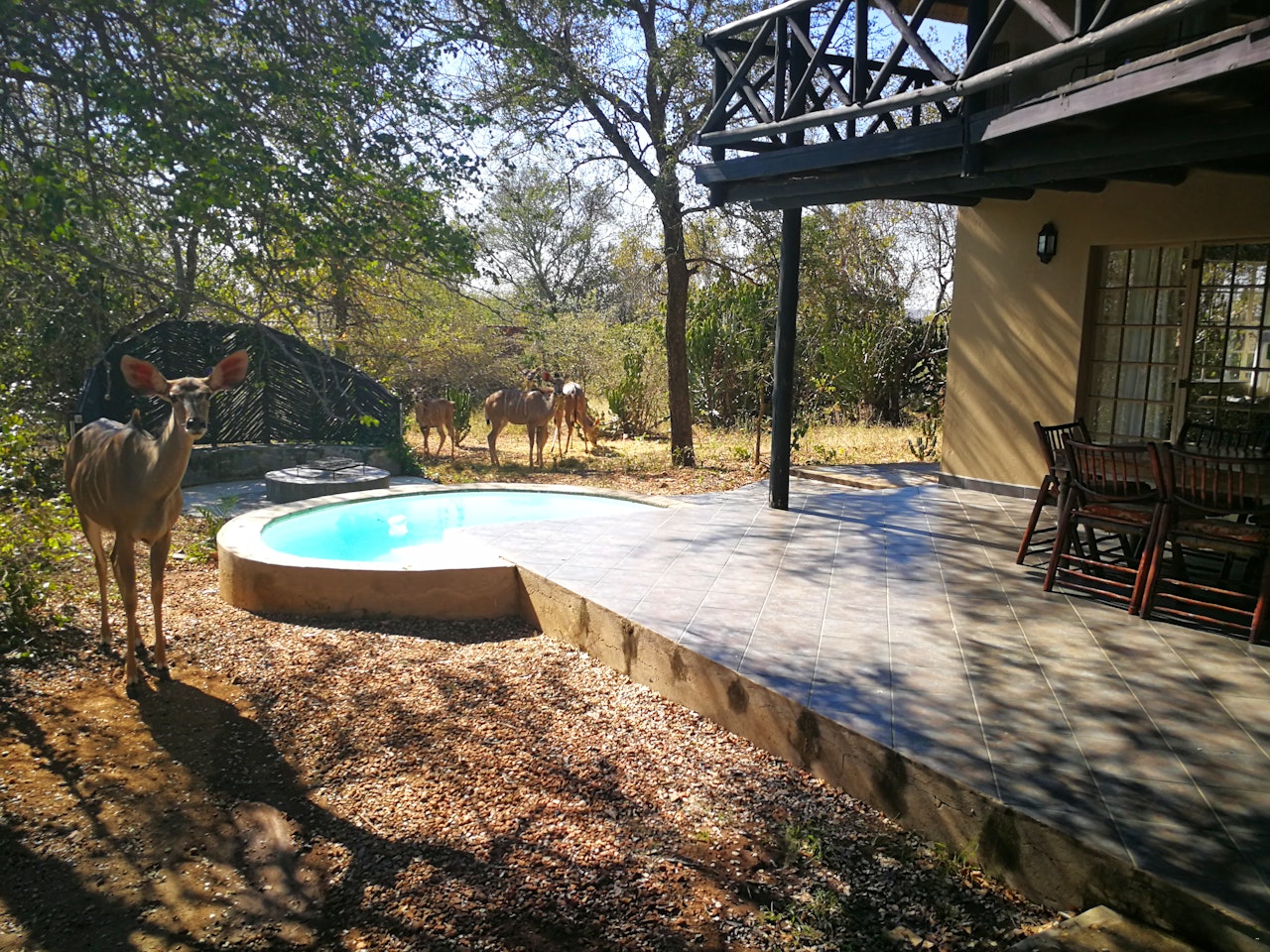 Kruger National Park South Accommodation at  | Viya