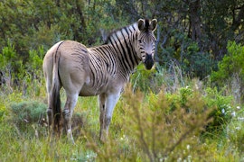 Western Cape Accommodation at Bartholomeus Klip Farmhouse | Viya