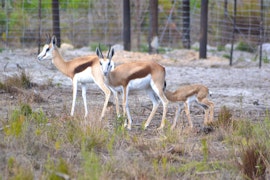 Overberg Accommodation at Otium Oasis | Viya