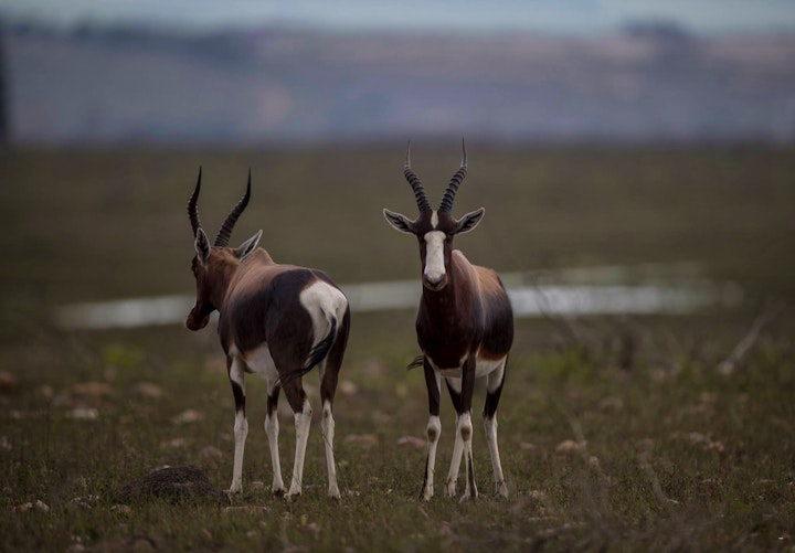 Western Cape Accommodation at SANParks Bontebok National Park | Viya