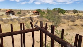 Northern Cape Accommodation at SANParks Kalahari Tented Camp | Viya