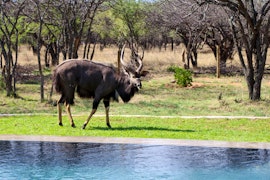 Dinokeng Game Reserve Accommodation at Ngala Lodge | Viya