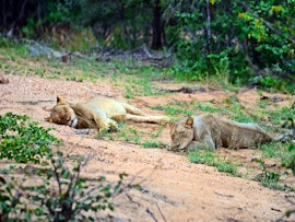 Mpumalanga Accommodation at Simbavati Hilltop Lodge | Viya