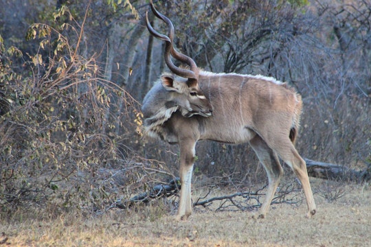 Limpopo Accommodation at  | Viya