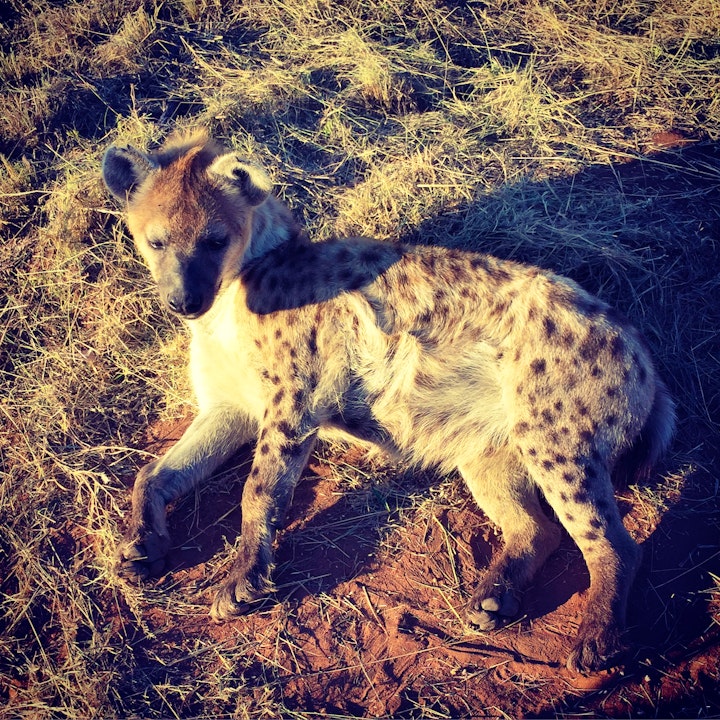 Limpopo Accommodation at Marakele Animal Sanctuary | Viya