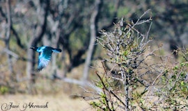 Waterberg Accommodation at Okanti | Viya