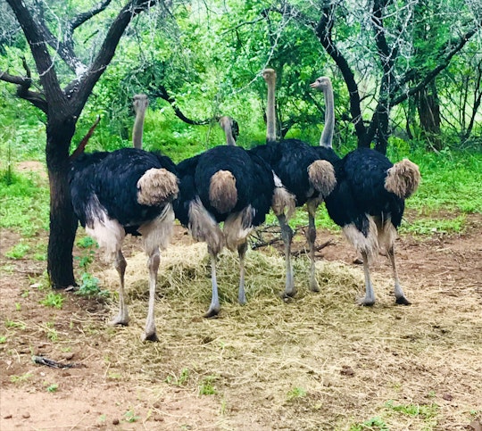 Kruger National Park South Accommodation at  | Viya