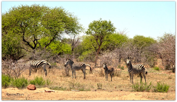 Dinokeng Game Reserve Accommodation at De Kleine Serengeti Game Lodge | Viya