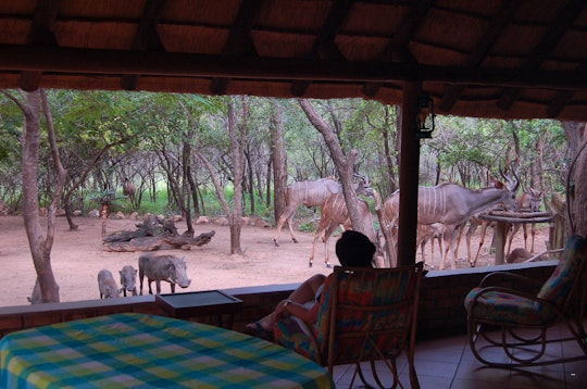 Kruger National Park South Accommodation at  | Viya