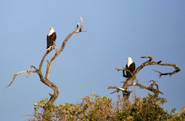 Namibia Accommodation at Hakusembe River Campsite | Viya